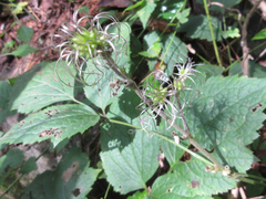 Clematis heracleifolia