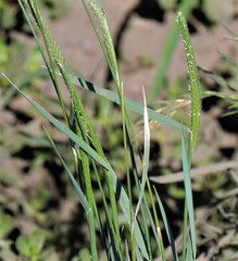 Hordeum stenostachys