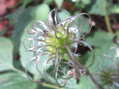 Clematis heracleifolia