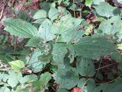 Clematis heracleifolia
