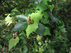 Schizopepon bryoniifolius