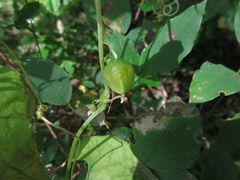 Schizopepon bryoniifolius