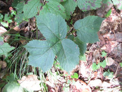 Heracleum moellendorffii