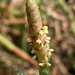 Salicornia pacifica - Photo (c) Dani Montijo, algunos derechos reservados (CC BY-NC), subido por Dani Montijo