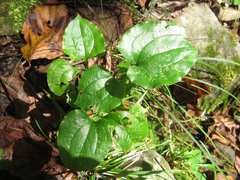 Smilax sieboldii