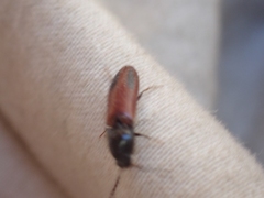 Ampedus occidentalis