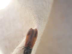 Ampedus occidentalis