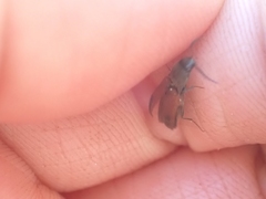 Ampedus occidentalis