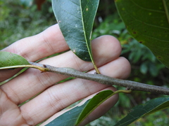 Lasioptera querciperda
