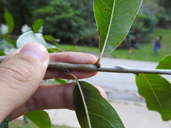 Lasioptera querciperda