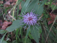 Cirsium setidens