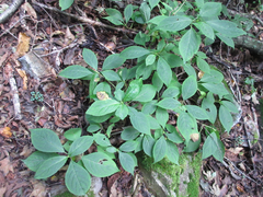 Hydrangea serrata