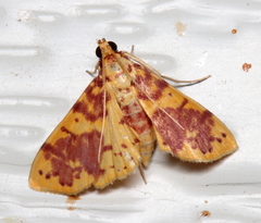 Conogethes haemactalis