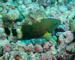 Cheilinus trilobatus