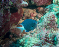 Pycnochromis caudalis