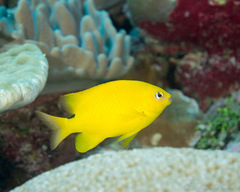 Plectroglyphidodon aureus