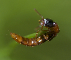 Oxybleptes kiteleyi