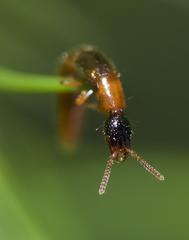 Oxybleptes kiteleyi