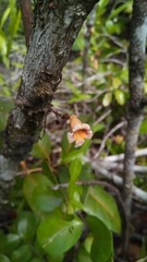 Colea