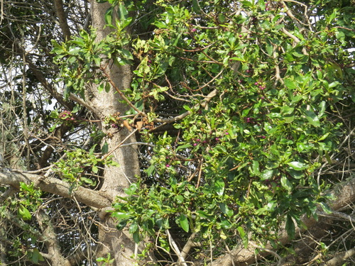 Myoporum laetum