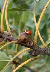 Callirhytis perditor