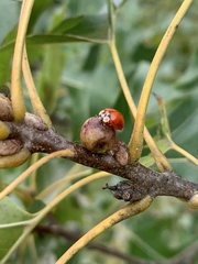 Callirhytis perditor