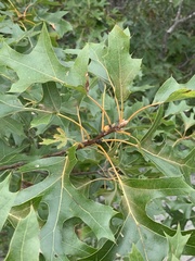 Callirhytis perditor