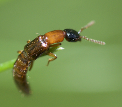 Oxybleptes kiteleyi