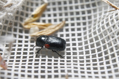 Saxinis saucia
