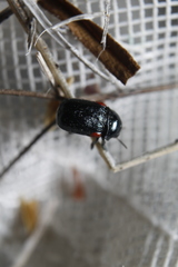 Saxinis saucia