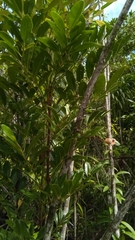 Colea