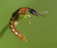 Oxybleptes kiteleyi