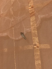 Acrolophus walsinghami