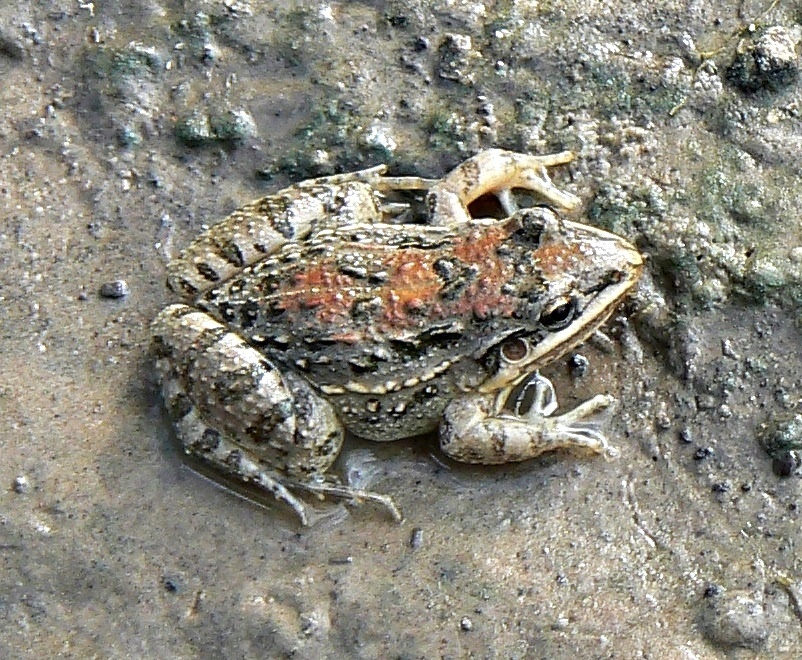Oven Frog