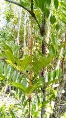 Colea