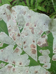 Calycomyza flavinotum