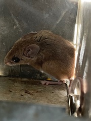 Peromyscus attwateri