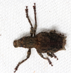 Aesiotes notabilis