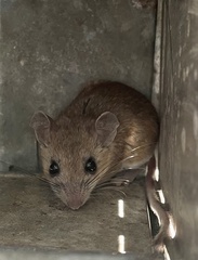 Peromyscus attwateri