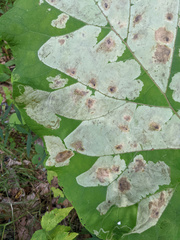 Calycomyza flavinotum