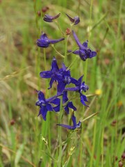 Delphinium hesperium