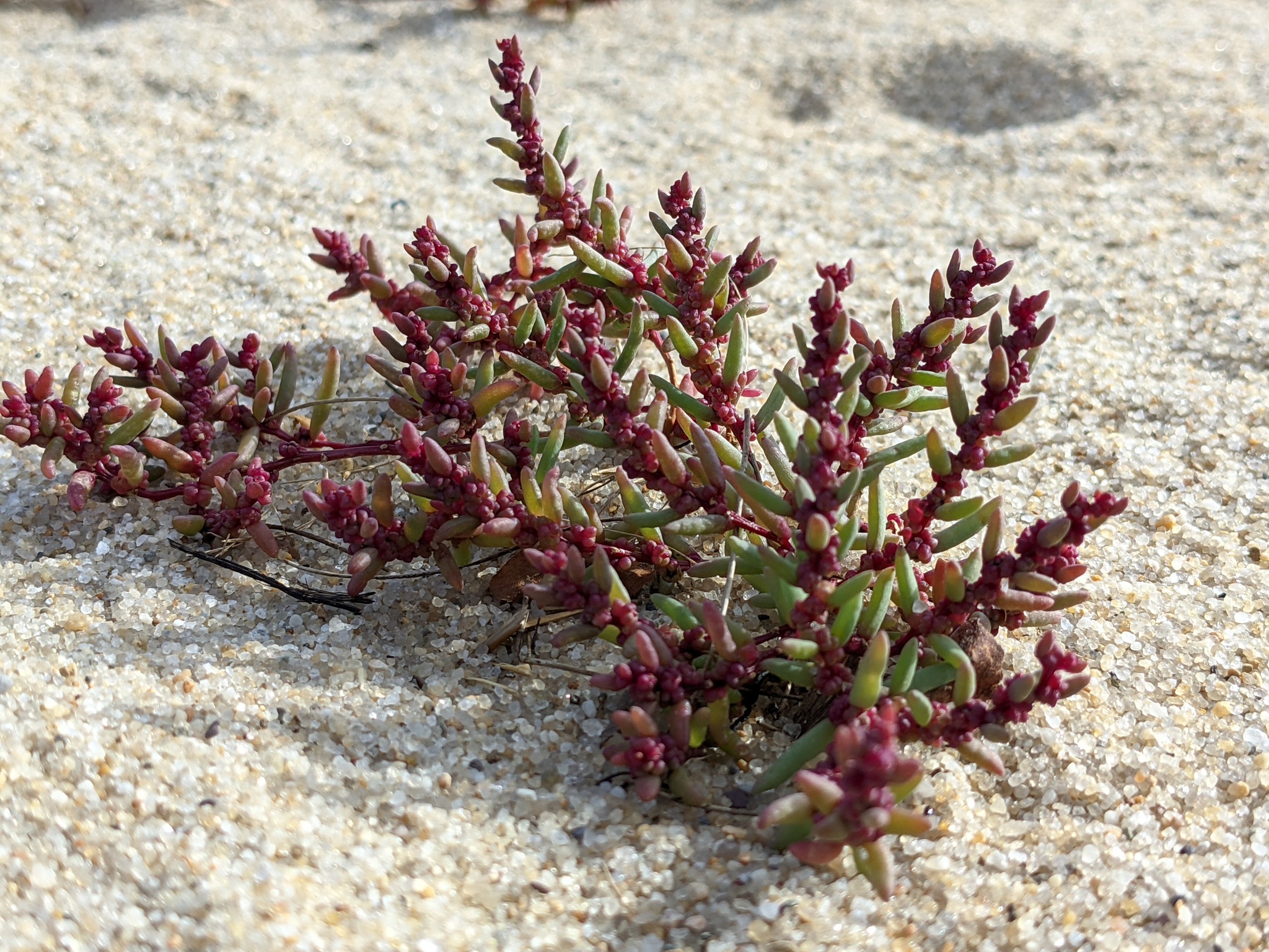 Suaeda maritima