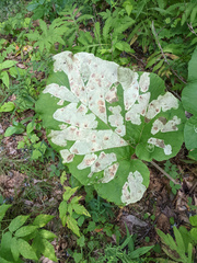 Calycomyza flavinotum
