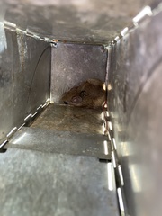 Peromyscus attwateri