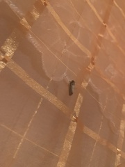Acrolophus walsinghami