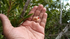 Colea