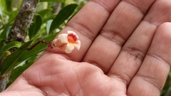 Colea