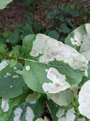 Calycomyza flavinotum