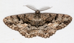 Hypomecis externaria