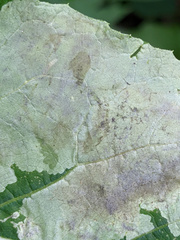 Calycomyza flavinotum